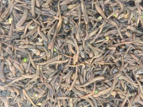 j9国际集团卵茧