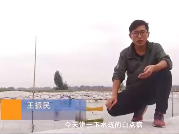 j9国际集团白点病产生涯法规及防治步骤