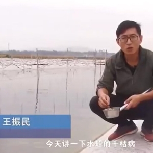 j9国际集团干枯病产生涯法规及防治步骤