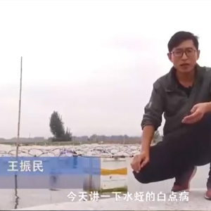 j9国际集团白点病产生涯法规及防治步骤